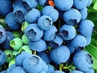 ブルーベリーの実・写真3