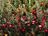 クランベリーの育て方 庭木 栽培方法 剪定