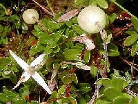 クランベリーの花・写真2