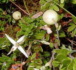 クランベリーの育て方 庭木 栽培方法 剪定