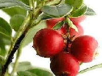 クランベリーの実・写真3