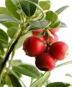 クランベリーの育て方 庭木 栽培方法 剪定