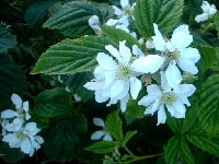 ブラックベリーの花・写真2