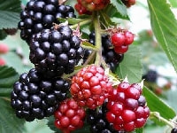 ブラックベリーの実・写真3