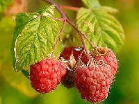 ラズベリー・写真1