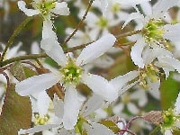 ジューンベリーの花・写真2