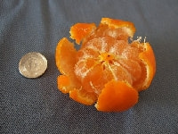 ミカンの実・写真3