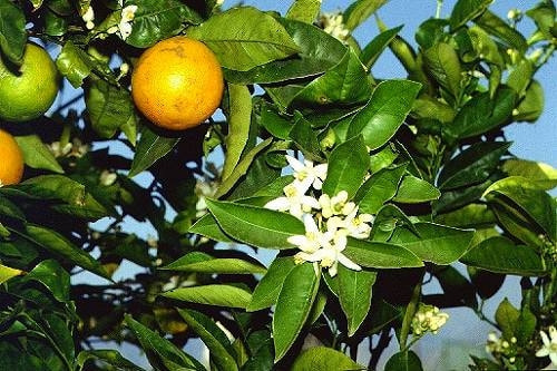 オレンジ類の育て方 庭木 栽培方法 剪定 オレンジ類の育て方 庭木 栽培方法 剪定