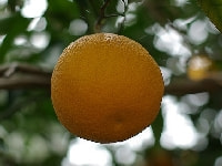 イヨカン・写真1