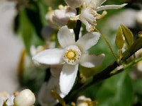 ユズの花・写真2