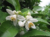 ナツミカンの花・写真2