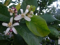 レモンの花・写真2