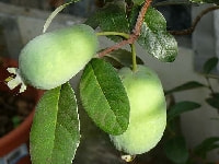 フェイジョア・写真1