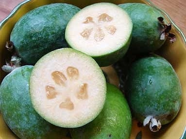 フェイジョアの育て方 庭木 栽培方法 剪定 フェイジョアの育て方 庭木 栽培方法 剪定