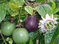 パッションフルーツ・写真1