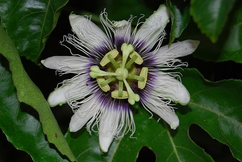 パッションフルーツの育て方 庭木 栽培方法 剪定