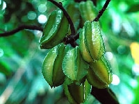 スターフルーツ・写真1