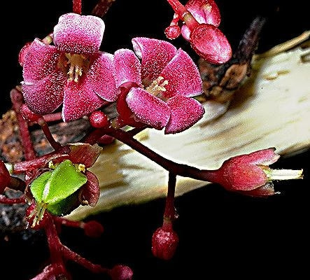 スターフルーツの育て方・栽培方法