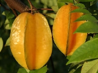 スターフルーツの実・写真3