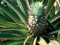 パイナップル・写真1