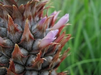 パイナップルの花・写真2