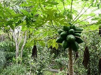 パパイヤ・写真1