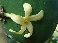 パパイヤの花・写真2