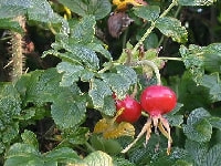 ハマナス・写真1