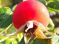 ハマナスの実・写真3