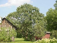 ケンポナシ・写真1