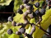 ケンポナシの実・写真3