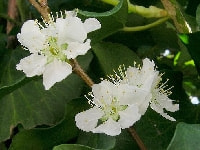 プルーン（セイヨウスモモ）の花・写真2