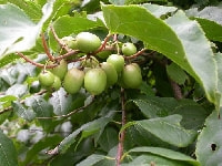 マタタビ・写真1