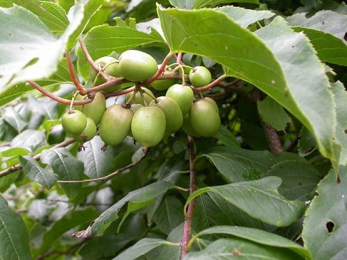 マタタビの育て方 庭木 栽培方法 剪定 マタタビの育て方 庭木 栽培方法 剪定