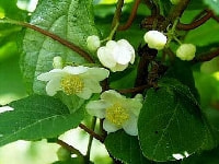 マタタビの花・写真2