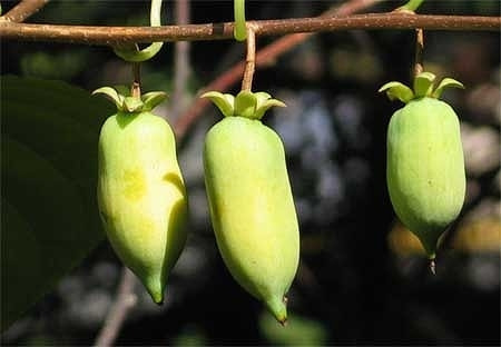 マタタビの育て方 庭木 栽培方法 剪定 マタタビの育て方 庭木 栽培方法 剪定