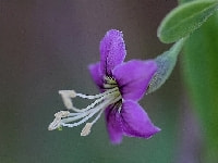 クコの花・写真2