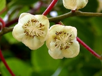 クサボケの花・写真2