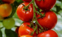 野菜の種類と育て方・トマト・ミニトマト