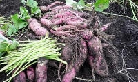 野菜の種類と育て方・サツマイモ