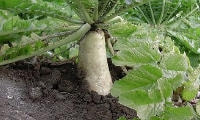 野菜の種類と育て方・大根