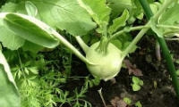 野菜の種類と育て方・コールラビー