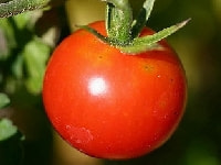 トマト・写真1
