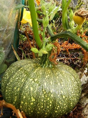 家庭菜園カボチャの育て方 栽培方法 家庭菜園カボチャの育て方 栽培方法