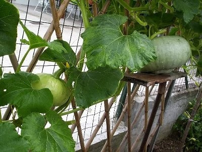 家庭菜園カボチャの育て方 栽培方法 家庭菜園カボチャの育て方 栽培方法