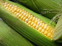 スイートコーン・写真3