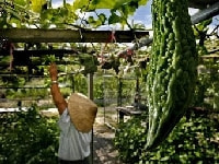 ニガウリ・写真1