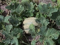 シロウリ・写真1