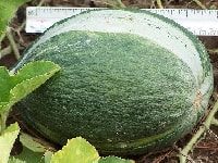 シロウリ・写真2