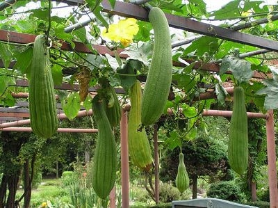 家庭菜園ヘチマの育て方 栽培方法 家庭菜園ヘチマの育て方 栽培方法